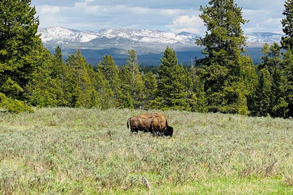 Bear Lair At Teton Valley Idaho Victor Εξωτερικό φωτογραφία
